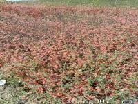 夏季可以移植贴梗海棠吗_基地大量50公分高