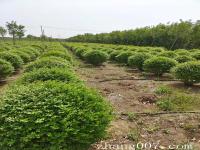 小叶女贞球冠幅80公分100公分种植基地有哪些